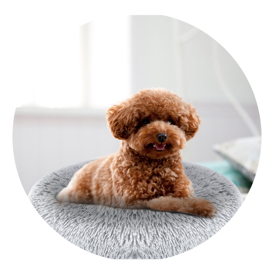 Pet Supplies