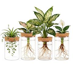 4Pack Glass Propagation Stations For Plants Indoor Glass Planters Hydroponic Plant Vases 2 Large 2 Small for Plant Cuttings Flower Arrangements 4Pack Glass Propagation Stations For Plants Indoor Glass Planters Hydroponic Plant Vases 2 Large 2 Small for Plant Cuttings Flower Arrangements
